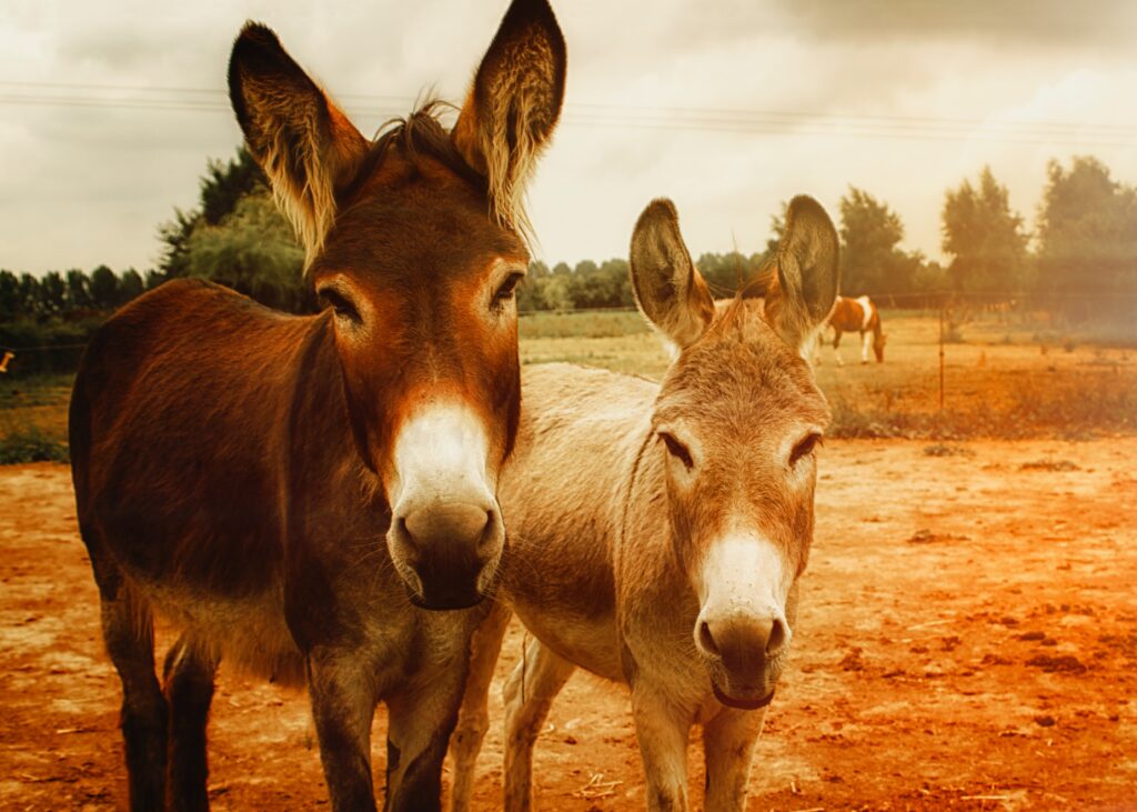 Two donkeys in a field, bathed in golden light