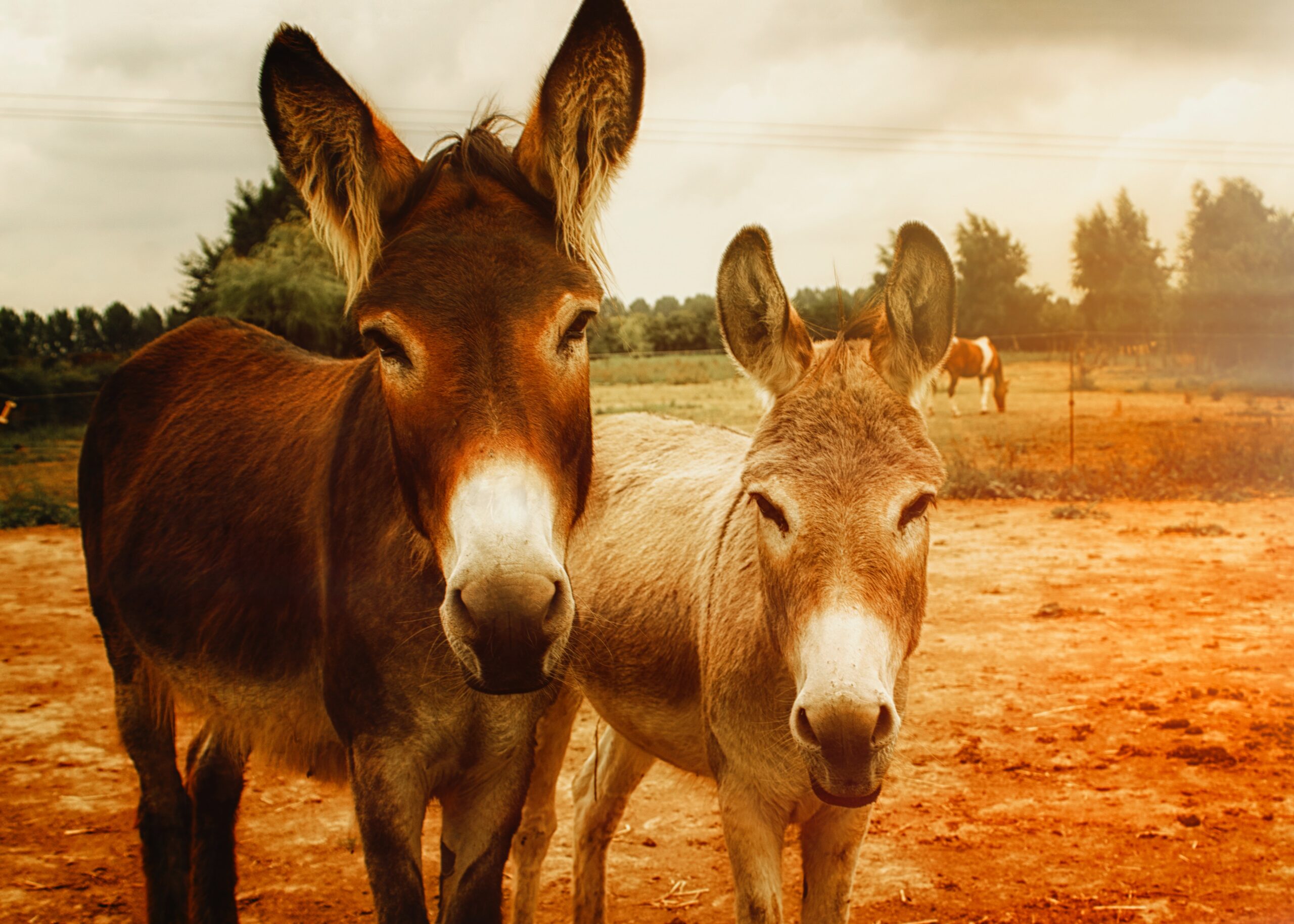 Two donkeys in a field, bathed in golden light