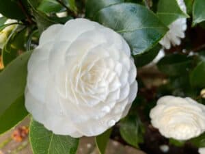 Image of flower